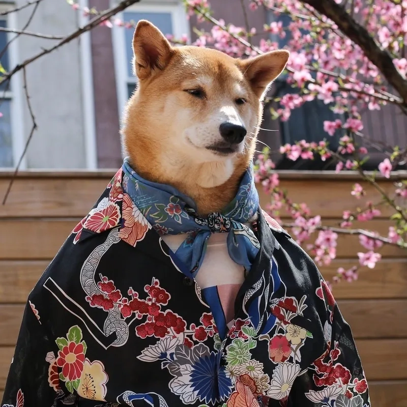 Bộ sưu tập mèo cute meme đáng yêu là món quà giải trí tuyệt vời.