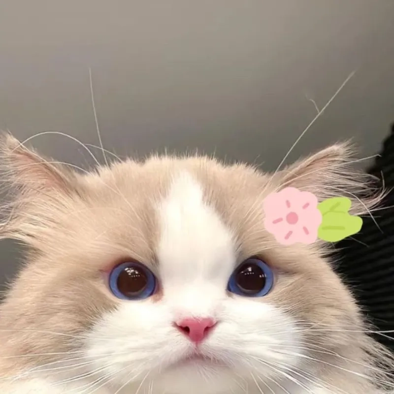 Đừng bỏ lỡ những khoảnh khắc đáng yêu từ ảnh chó meme vô tri.