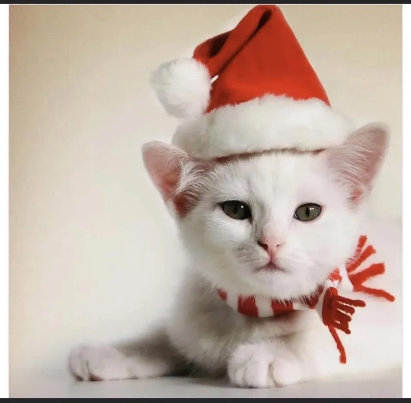 Meme Noel là cách tuyệt vời để chia sẻ không khí Giáng Sinh vui nhộn.