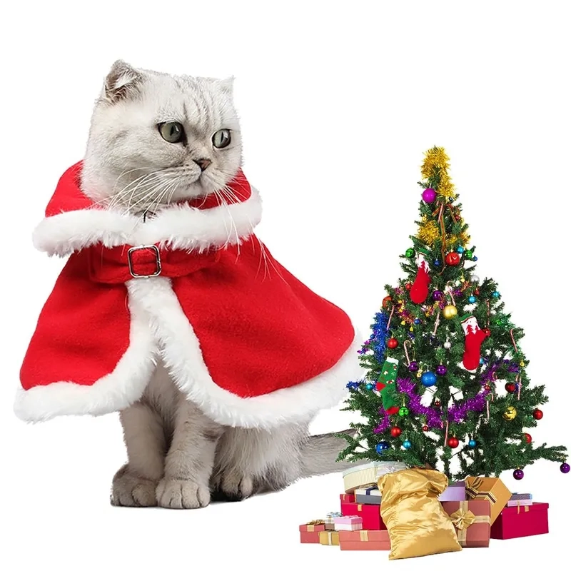 Chó Noel meme dễ thương, sẵn sàng làm bạn vui vẻ trong mùa Giáng Sinh.