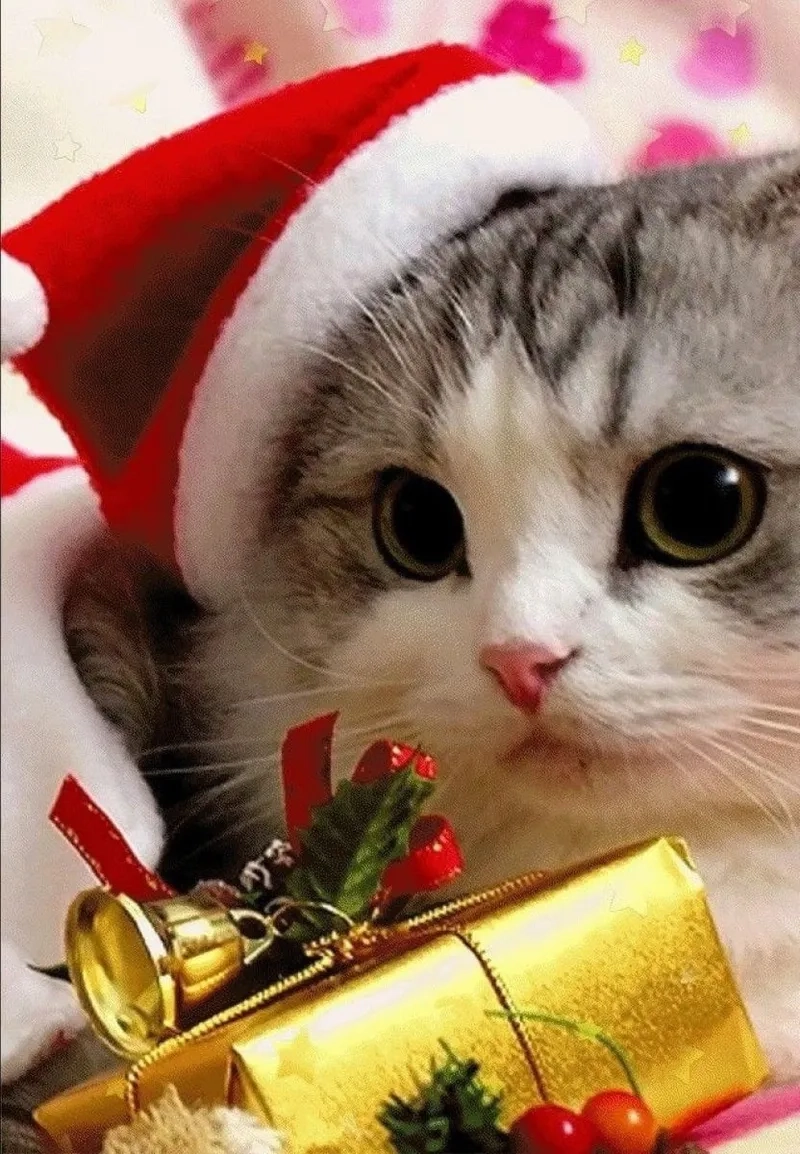 Hình mèo Noel meme dễ thương sẽ làm mùa Giáng Sinh của bạn thêm thú vị.