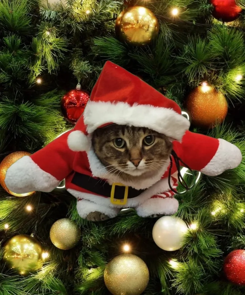 Mèo khóc meme Noel khiến bạn vừa thương vừa cười vì sự dễ thương quá mức!