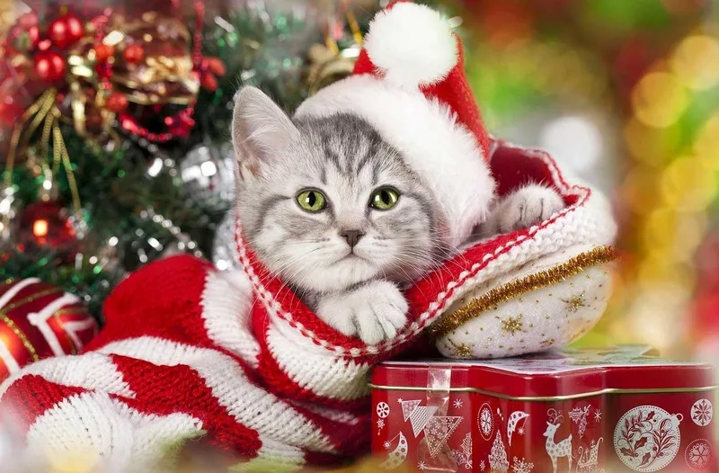 Meme mèo Noel với hình ảnh những chú mèo vui vẻ trong mùa Giáng Sinh!