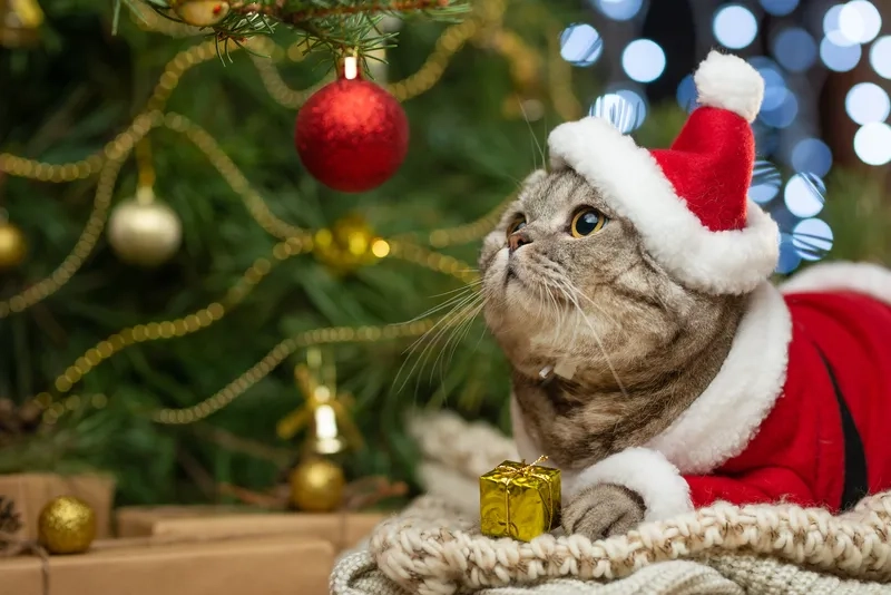 Cây thông Noel meme thêm phần sinh động cho ngày lễ an lành.