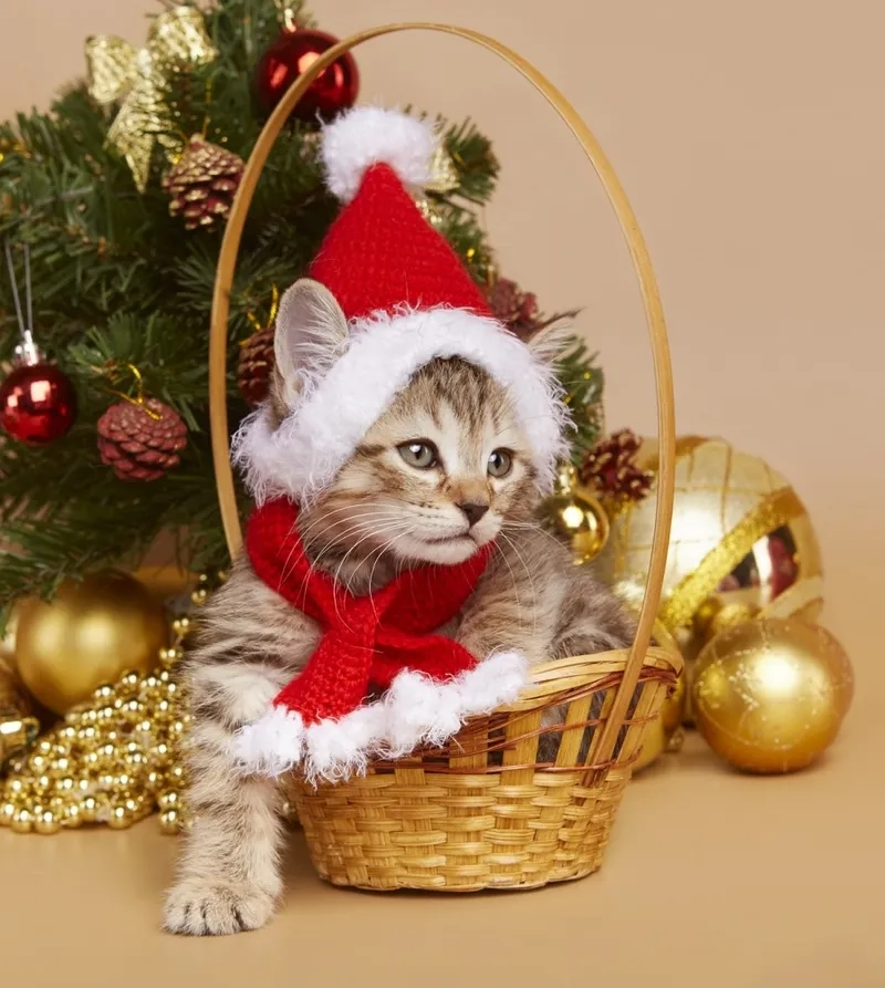 Cadeau de Noel meme giúp bạn tạo những món quà đặc biệt trong mùa lễ này.