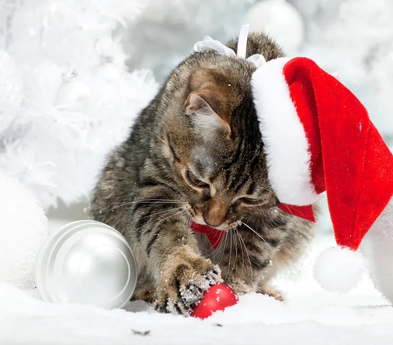 Tạo món quà Noel tự tay làm với meme độc đáo, hoàn hảo cho mùa lễ.