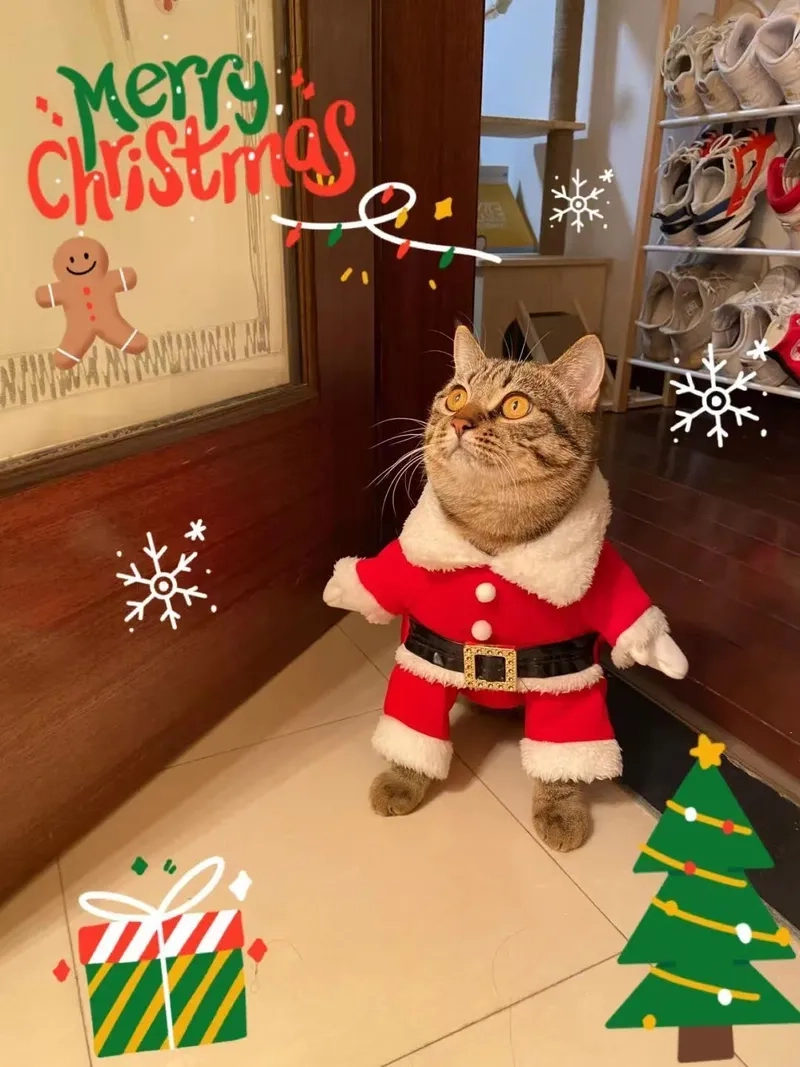 Tự làm boule de Noel với meme, một cách thú vị để trang trí Giáng Sinh.