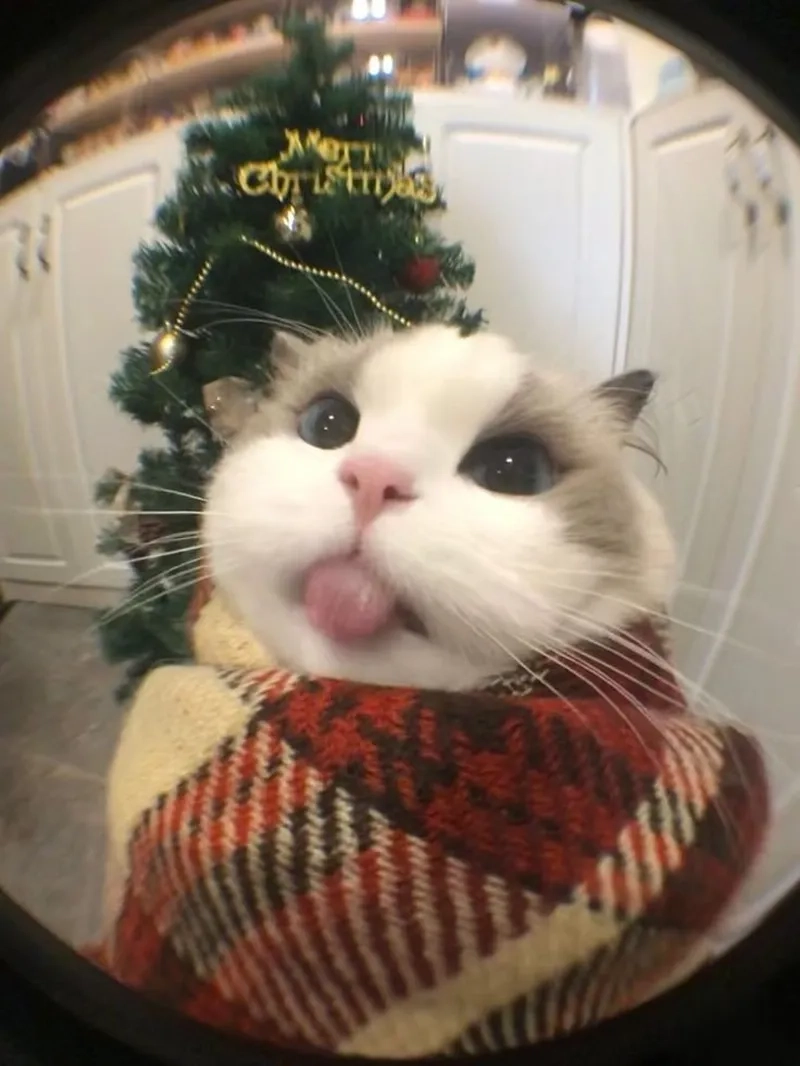 Meme Papai Noel dễ thương sẽ khiến bạn thêm yêu thích mùa lễ hội này.