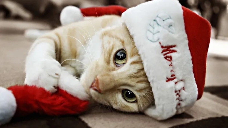 Meme de Noel vui nhộn, tạo nên những khoảnh khắc đáng nhớ trong mùa lễ hội.
