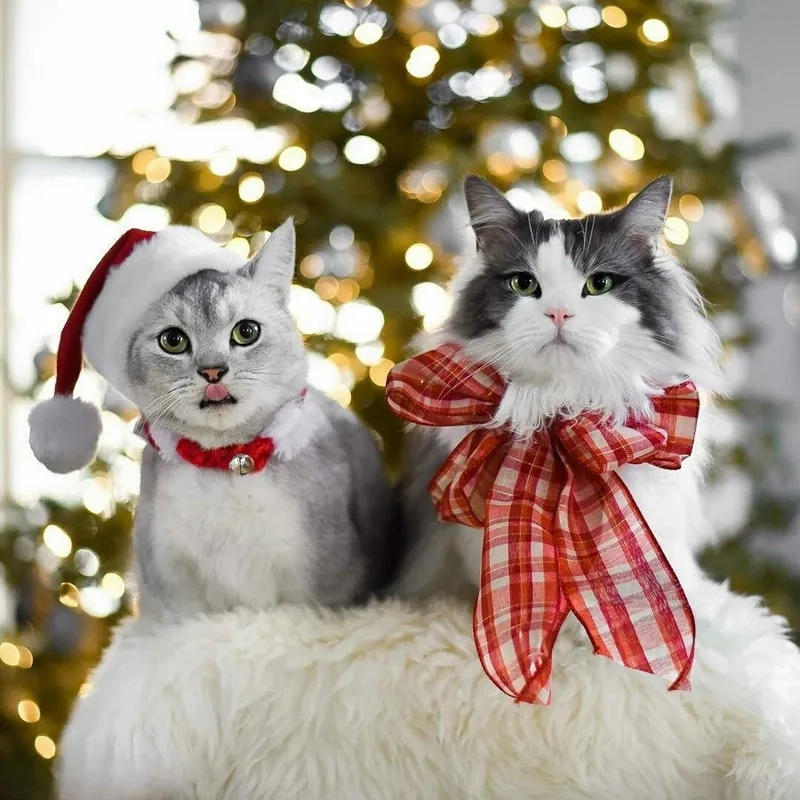 Ảnh Noel vô tri meme giúp bạn truyền tải sự hài hước trong không khí Giáng Sinh.