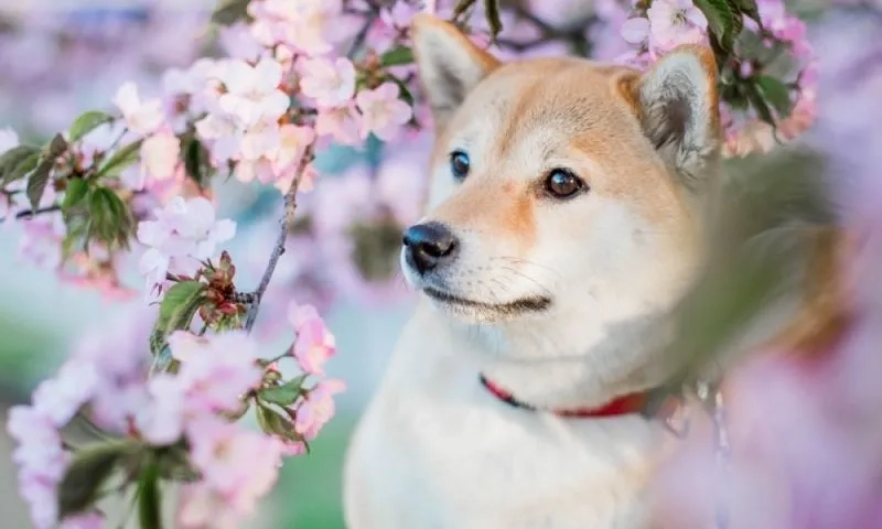 Avatar con chó cute mang đến cảm giác dễ thương và vui nhộn