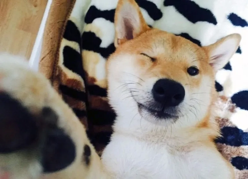 Avatar cún cute tạo điểm nhấn dễ thương và sinh động cho người dùng