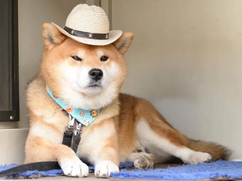 Hình nền chó Corgi cute mang lại cảm giác vui tươi và ngộ nghĩnh