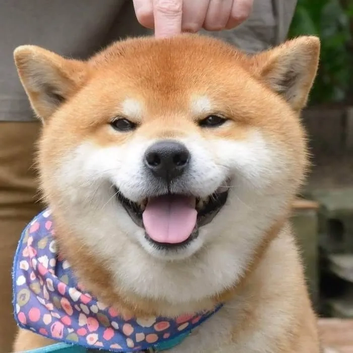 Hình nền cute chó con dễ thương phù hợp để trang trí màn hình