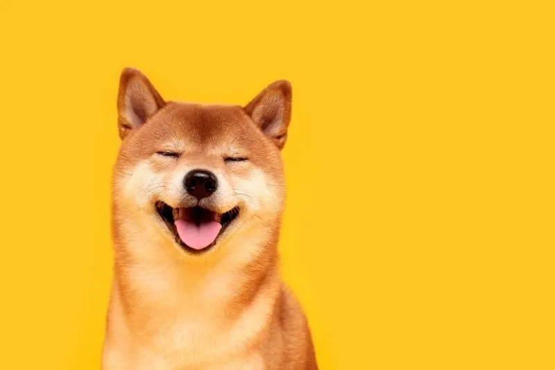 Hình nền cún con dễ thương cho điện thoại phù hợp với mọi kích thước màn hình
