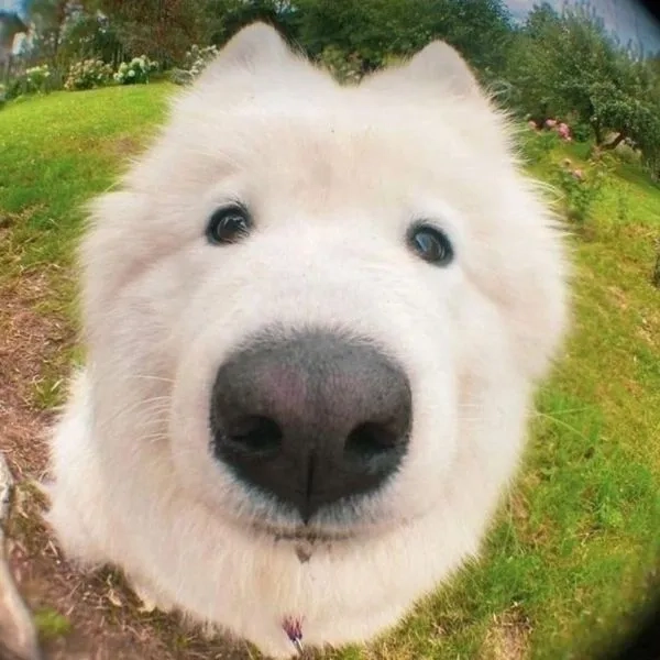 Avatar chó Shiba ngầu thể hiện phong cách cá tính và độc đáo