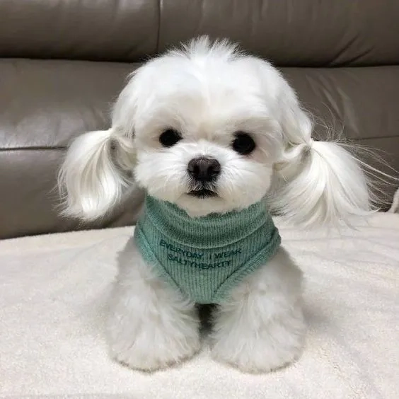 Ảnh nền chó con dễ thương tạo cảm giác gần gũi và vui nhộn cho người xem