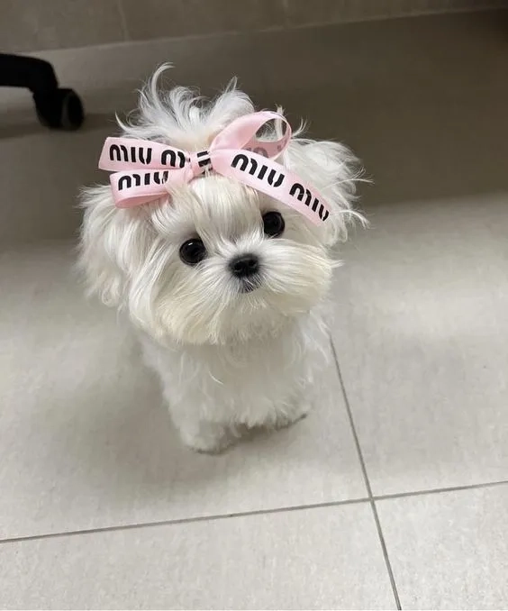 Hình nền chó con dễ thương tạo không gian hiển thị tràn đầy năng lượng tích cực
