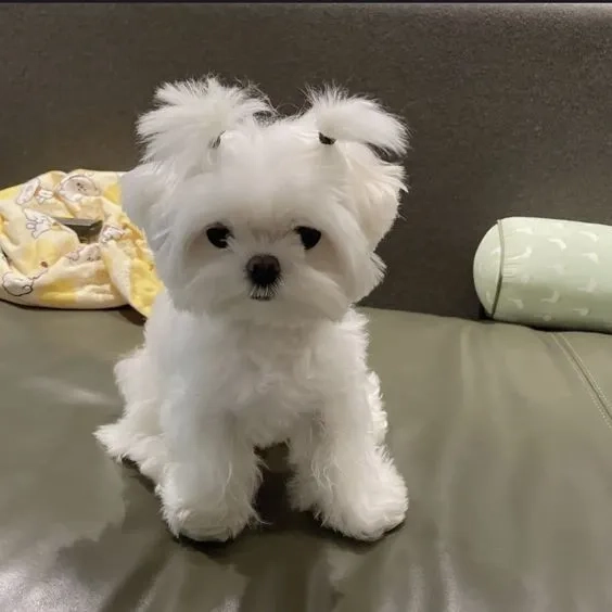 Hình nền chó Shiba mang đến sự đáng yêu và vui tươi cho màn hình