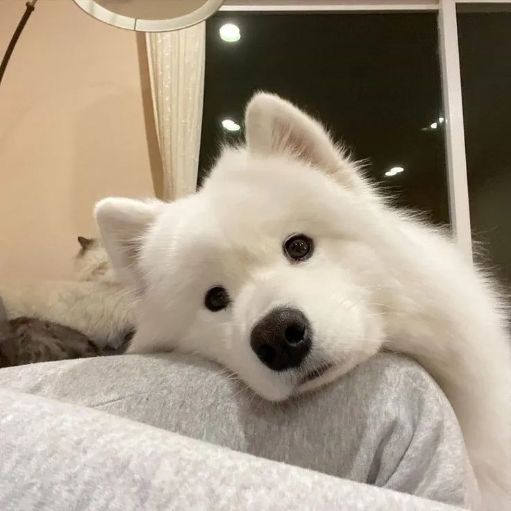 Avatar chó Shiba bựa thể hiện nét hài hước và ngộ nghĩnh đặc biệt