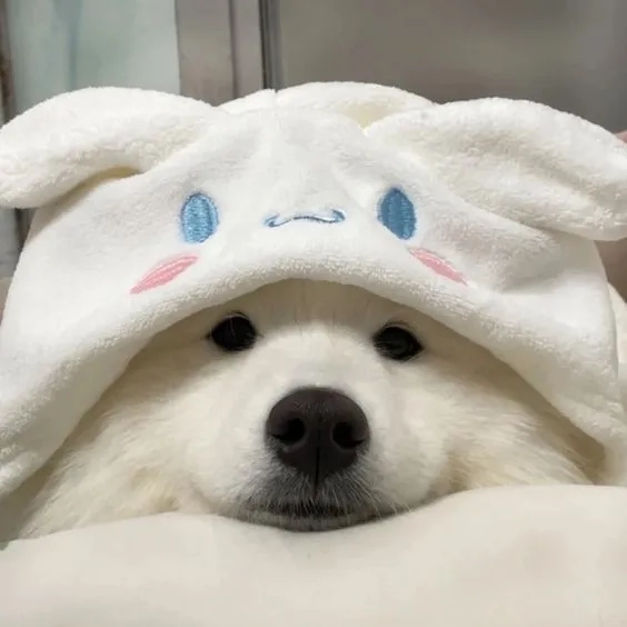 Hình nền chó Shiba hoạt hình với thiết kế sinh động và tràn đầy sức sống