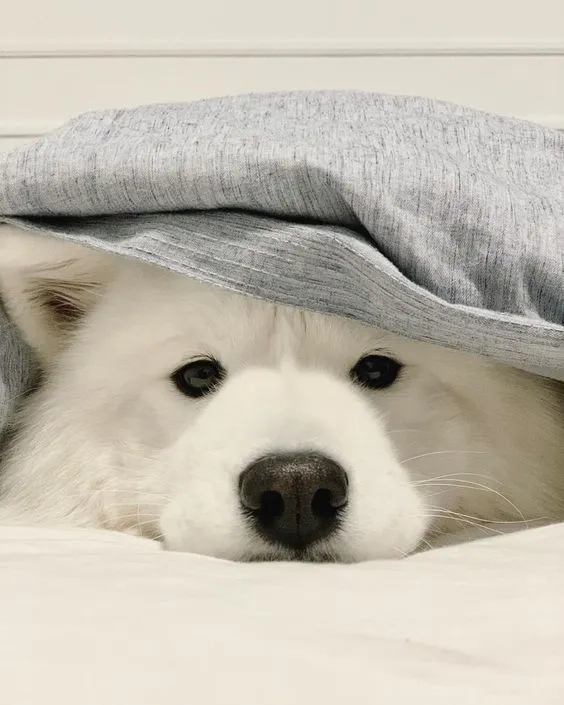 Hình nền Shiba cute giúp màn hình thêm phần sinh động và đáng yêu