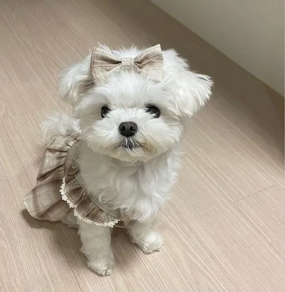 Ảnh nền chó Shiba tạo không gian hiển thị tươi mới và vui vẻ