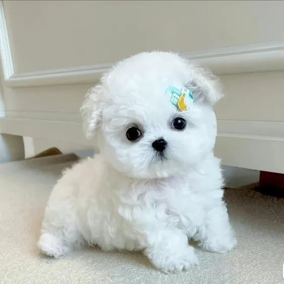 Avatar chó con mang lại nét ngộ nghĩnh và gần gũi cho người sử dụng