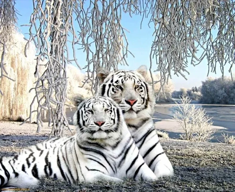 Tải hình nền con hổ đẹp để sở hữu hình ảnh độc đáo và ý nghĩa
