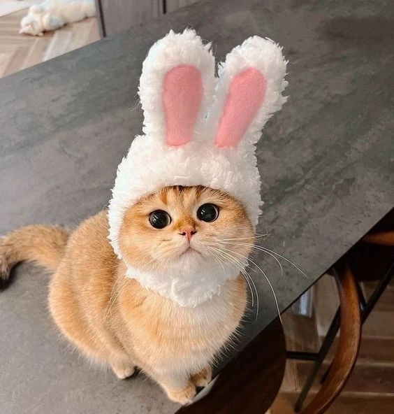 Avatar đôi khủng long cute nổi bật với phong cách ngộ nghĩnh và vui nhộn