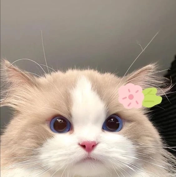 Hình avatar nam cute nổi bật với thiết kế sáng tạo và dễ mến