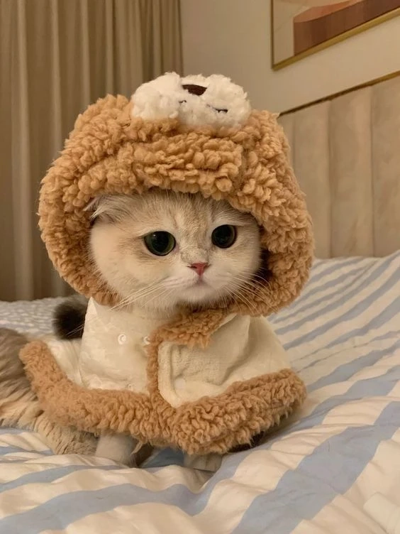 Avatar anime nam cute thể hiện phong cách dễ thương và tinh tế