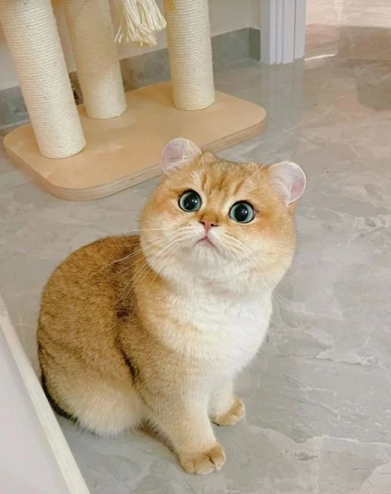 Ảnh cặp đôi anime chibi cute với tình cảm ngọt ngào và vui vẻ