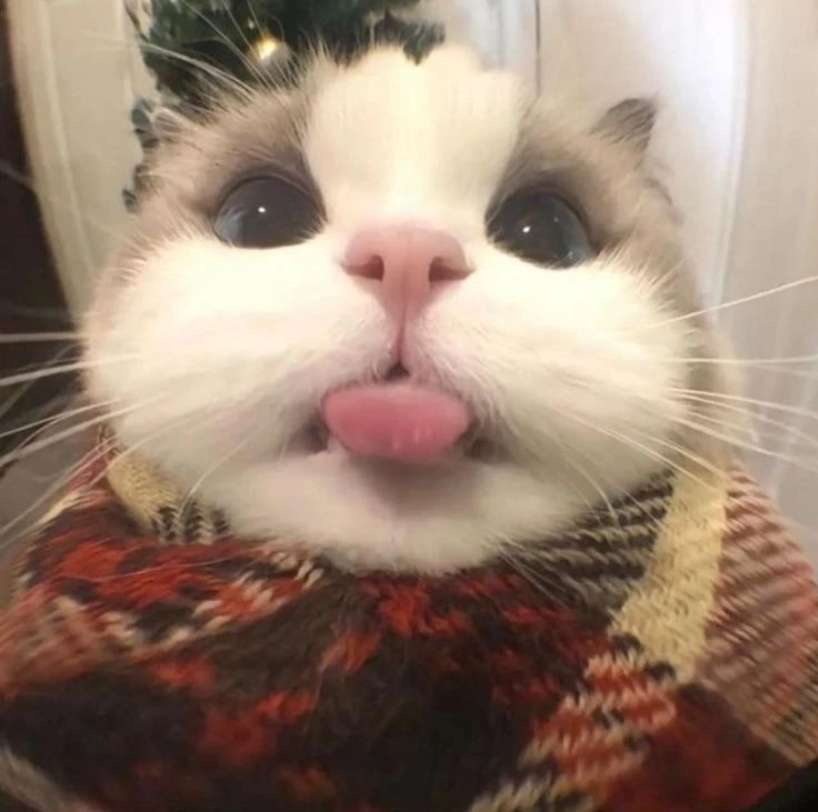 Avatar vịt cute mang đến vẻ dễ thương và đáng yêu tuyệt vời