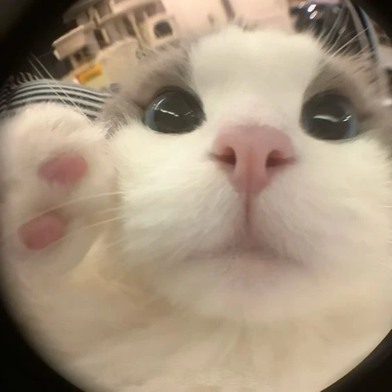 Avatar đẹp cho nữ cute nổi bật với phong cách tinh tế và đáng yêu