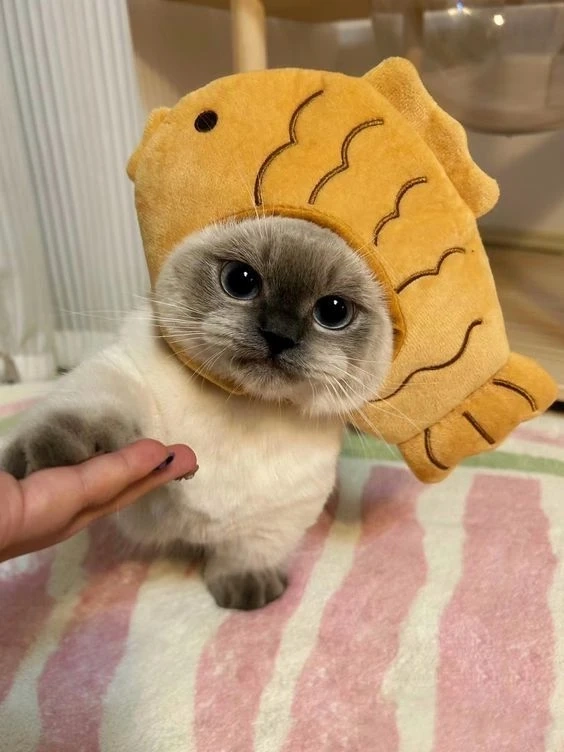 Hình avatar nữ cute tạo cảm giác nhẹ nhàng và cuốn hút tuyệt vời