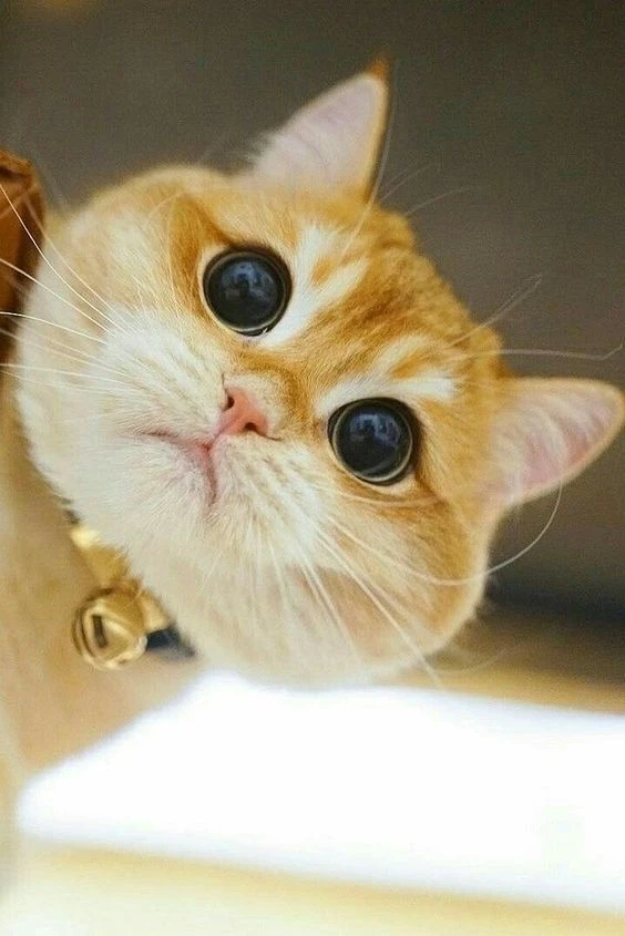Avatar khủng long cute tạo cảm giác dễ thương và đầy cuốn hút