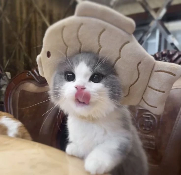 Avatar chim cánh cụt cute mang đến vẻ dễ thương và ngộ nghĩnh