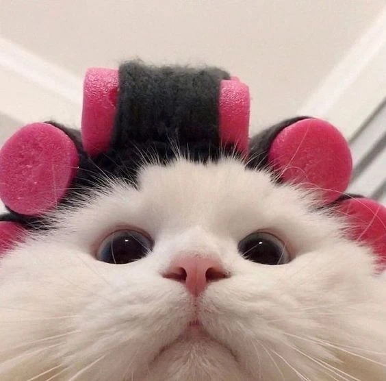 Avatar cánh cụt cute tạo cảm giác dễ mến và đầy ngọt ngào