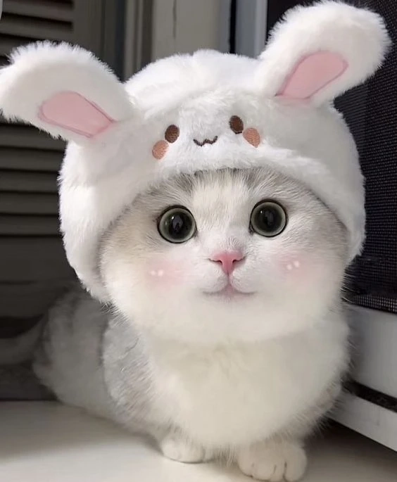 Avatar cá heo cute với thiết kế dễ thương và thu hút mọi ánh nhìn