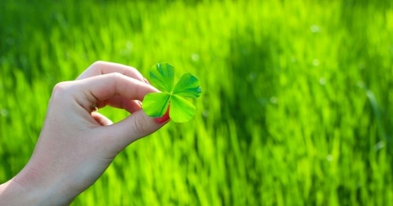 Avatar hình cỏ 4 lá là lựa chọn tinh tế và mang lại may mắn
