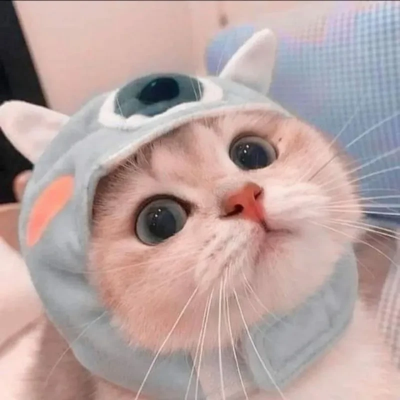 Ava mèo mang lại hình ảnh đáng yêu và gần gũi với loài mèo