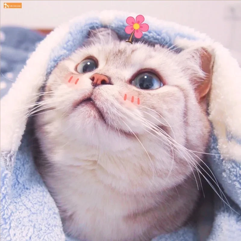 Avatar cute mèo mang đến sự tinh nghịch và đáng yêu của loài mèo