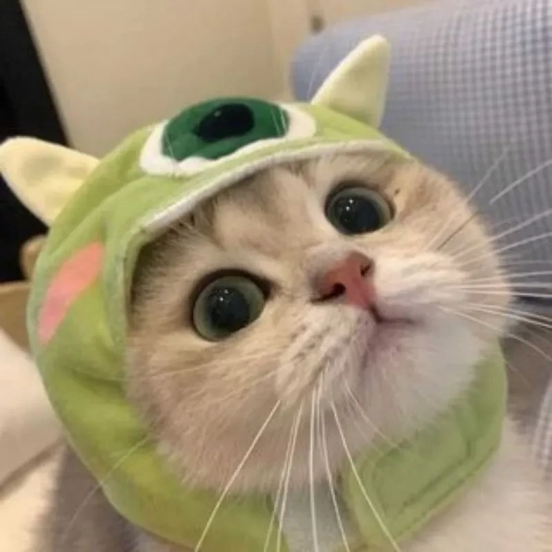 Avatar mèo cute làm nổi bật nét đáng yêu và ngộ nghĩnh của chú mèo