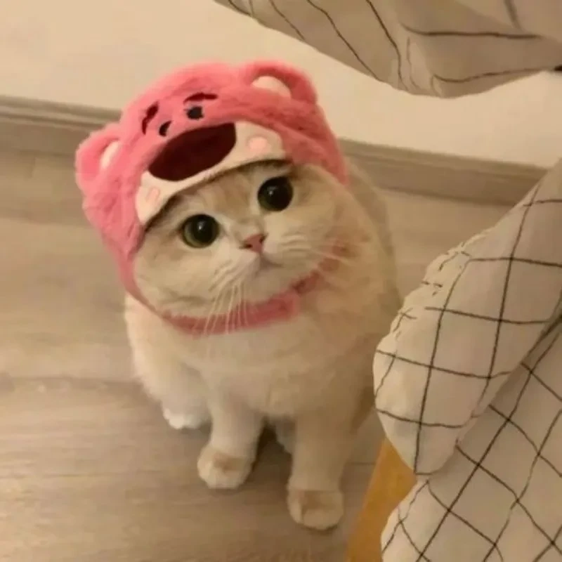 Avatar ngộ nghĩnh ảnh mèo cute tạo cảm giác vui nhộn và tươi sáng