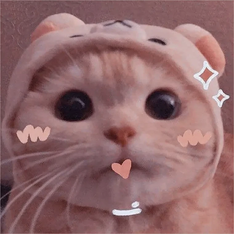 Avatar ảnh mèo cute thể hiện sự dễ thương của các chú mèo nhỏ
