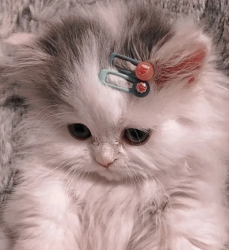 Avt cute mèo tạo không gian sống động và đáng yêu cho hồ sơ cá nhân
