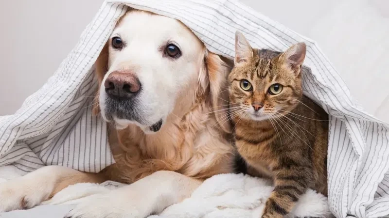 Avt đôi mèo thể hiện sự gắn bó và đáng yêu của hai chú mèo dễ thương