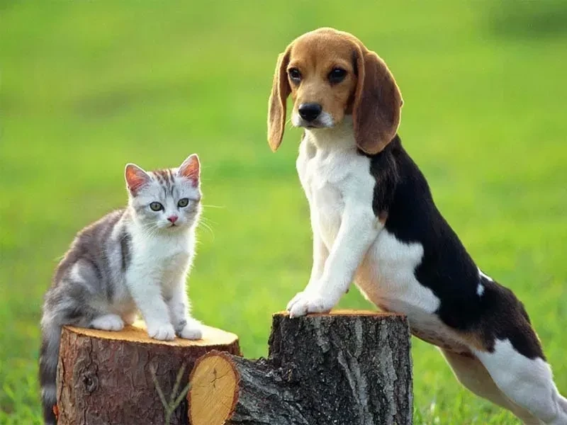 Avt chó mèo thể hiện tình yêu với hai loài thú cưng dễ thương