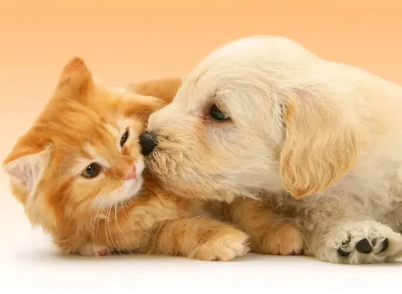 Avt đôi chó mèo tạo hình ảnh thân thiện và đáng yêu của hai bạn nhỏ